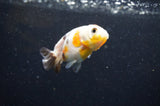 Baby Ranchu  Calico 3 Inch (ID#415R9c-30) Free2Day SHIPPING