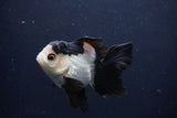 Juvenile Thai Oranda  Tricolor 4 Inch (ID#1227To13b-74) Free2Day SHIPPING