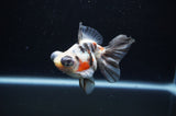 Butterfly  Calico 4 Inch (ID#311B8b-37) Free2Day SHIPPING