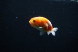 Ranchu  Sakura 2.5 Inch (ID#1206R1c-1) Free2Day SHIPPING