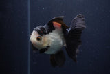 Juvenile Thai Oranda  Tricolor 4 Inch (ID#1227To13b-74) Free2Day SHIPPING