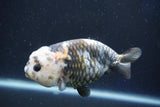 Milk Cow Ranchu  Calico 4 Inch (ID#1018R9a-70) Free2Day SHIPPING