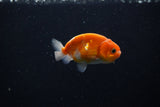 Ranchu  Sakura 2.5 Inch (ID#1206R1c-1) Free2Day SHIPPING