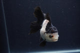 Juvenile Thai Oranda  Tricolor 4 Inch (ID#1227To13b-74) Free2Day SHIPPING