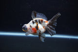 Butterfly  Calico 4 Inch (ID#311B8b-37) Free2Day SHIPPING