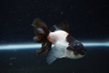 Juvenile Thai Oranda  Panda 3.5 Inch (ID#1224To12c-76) Free2Day SHIPPING