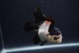 Juvenile Thai Oranda  Tricolor 4 Inch (ID#1227To13b-74) Free2Day SHIPPING