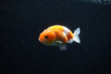 Ranchu  Sakura 2.5 Inch (ID#1206R1c-1) Free2Day SHIPPING