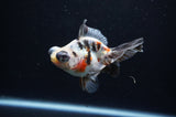 Butterfly  Calico 4 Inch (ID#311B8b-37) Free2Day SHIPPING