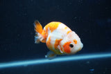 Milk Cow Ranchu  Sakura 3.5 Inch (ID#1018R9a-71) Free2Day SHIPPING