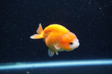 Baby Ranchu  Red White 3 Inch (ID#415R9c-31) Free2Day SHIPPING