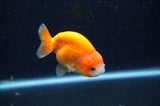 Baby Ranchu  Red White 3 Inch (ID#415R9c-31) Free2Day SHIPPING