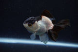 Juvenile Thai Oranda  Panda 3.5 Inch (ID#1224To12c-76) Free2Day SHIPPING