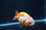 Milk Cow Ranchu  Sakura 3.5 Inch (ID#1018R9a-71) Free2Day SHIPPING