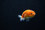 Ranchu  Sakura 2.5 Inch (ID#1206R1c-1) Free2Day SHIPPING