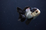 Juvenile Thai Oranda  Tricolor 4 Inch (ID#1227To13b-74) Free2Day SHIPPING