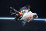 Butterfly  Calico 4 Inch (ID#311B8b-37) Free2Day SHIPPING
