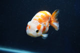 Milk Cow Ranchu  Sakura 3.5 Inch (ID#1018R9a-71) Free2Day SHIPPING