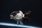 Juvenile Thai Oranda  Panda 3.5 Inch (ID#1224To12c-76) Free2Day SHIPPING