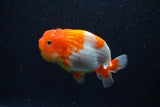 Juvenile Lionchu  Red White 3.5 Inch (ID#221R11b-14) Free2Day SHIPPING