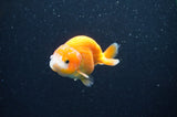 Baby Ranchu  Red White 3 Inch (ID#415R9c-31) Free2Day SHIPPING