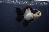 Juvenile Thai Oranda  Tricolor 4 Inch (ID#1227To13b-74) Free2Day SHIPPING