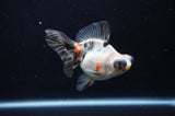 Butterfly  Calico 4 Inch (ID#311B8b-37) Free2Day SHIPPING