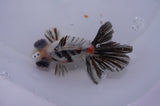 Butterfly  Calico 4 Inch (ID#311B8b-37) Free2Day SHIPPING