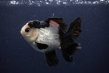 Juvenile Thai Oranda  Tricolor 4 Inch (ID#1227To13b-74) Free2Day SHIPPING