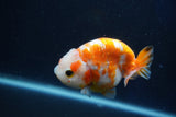 Milk Cow Ranchu  Sakura 3.5 Inch (ID#1018R9a-71) Free2Day SHIPPING