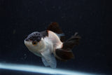 Juvenile Thai Oranda  Panda 3.5 Inch (ID#1224To12c-76) Free2Day SHIPPING