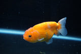 Ranchu  Sakura 3.5 Inch (ID#1206R1c-2) Free2Day SHIPPING