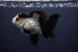 Juvenile Thai Oranda  Tricolor 4 Inch (ID#1227To13b-74) Free2Day SHIPPING