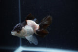 Juvenile Thai Oranda  Panda 3.5 Inch (ID#1224To12c-76) Free2Day SHIPPING