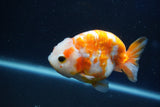 Milk Cow Ranchu  Sakura 3.5 Inch (ID#1018R9a-71) Free2Day SHIPPING