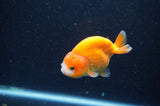 Baby Ranchu  Red White 3 Inch (ID#415R9c-31) Free2Day SHIPPING