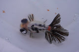 Butterfly  Calico 4 Inch (ID#311B8b-37) Free2Day SHIPPING