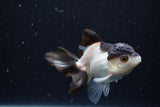 Juvenile Thai Oranda  Panda 3.5 Inch (ID#1224To12c-76) Free2Day SHIPPING