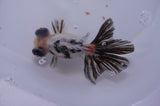 Butterfly  Calico 4 Inch (ID#311B8b-37) Free2Day SHIPPING