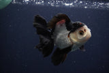 Juvenile Thai Oranda  Tricolor 4 Inch (ID#1227To13b-74) Free2Day SHIPPING