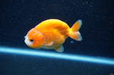 Baby Ranchu  Red White 3 Inch (ID#415R9c-31) Free2Day SHIPPING
