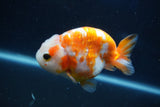 Milk Cow Ranchu  Sakura 3.5 Inch (ID#1018R9a-71) Free2Day SHIPPING