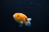 Ranchu  Sakura 3.5 Inch (ID#1206R1c-2) Free2Day SHIPPING