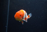 Juvenile Lionchu  Red White 3.5 Inch (ID#221R11b-14) Free2Day SHIPPING