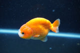 Baby Ranchu  Red White 3 Inch (ID#415R9c-31) Free2Day SHIPPING