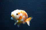 Milk Cow Ranchu  Sakura 3.5 Inch (ID#1018R9a-71) Free2Day SHIPPING