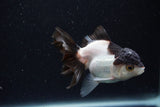 Juvenile Thai Oranda  Panda 3.5 Inch (ID#1224To12c-76) Free2Day SHIPPING