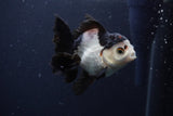 Juvenile Thai Oranda  Tricolor 4 Inch (ID#1227To13b-74) Free2Day SHIPPING