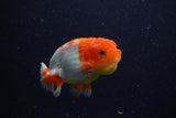 Juvenile Lionchu  Red White 3.5 Inch (ID#221R11b-14) Free2Day SHIPPING
