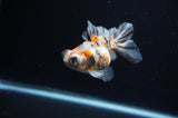 Butterfly  Calico 3.5 Inch (ID#311B8b-38) Free2Day SHIPPING